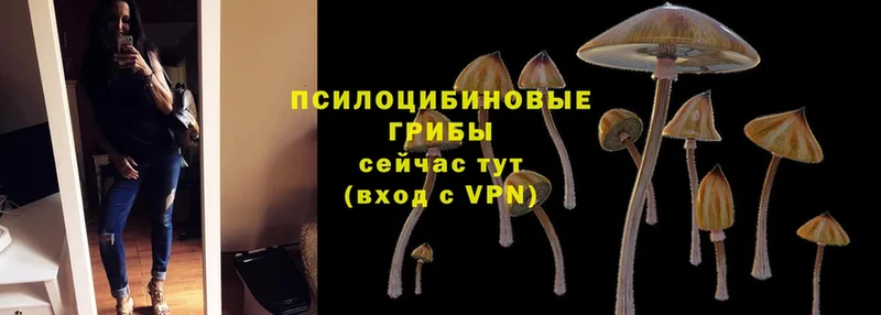 Псилоцибиновые грибы Psilocybine cubensis  Зеленоградск 