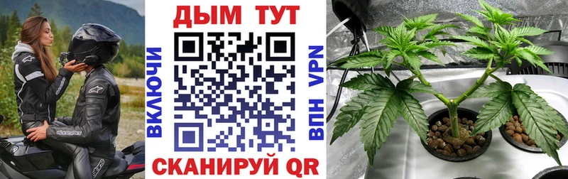 Конопля планчик Зеленоградск